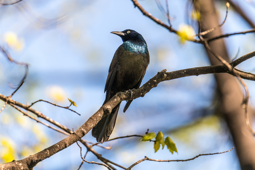 Common Grackle, photo 9 of 10