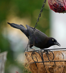 Common Grackle photo 6