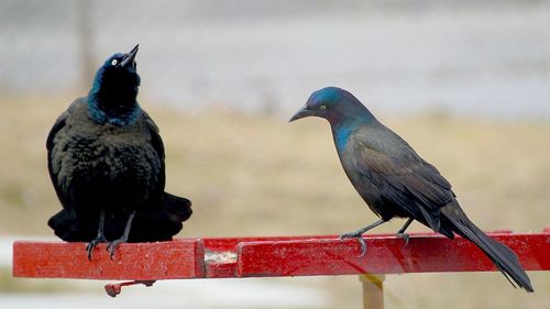 Common Grackle, photo 8 of 10
