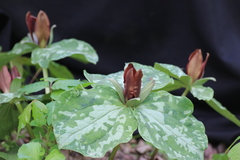 Trillium cuneatum