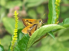 Ochlodes thibetana