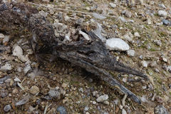 Leucocarbo chalconotus