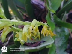 Stelis greenwoodii