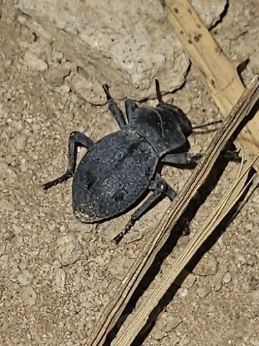 Asbolus mexicanus