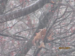 Sambucus racemosa racemosa