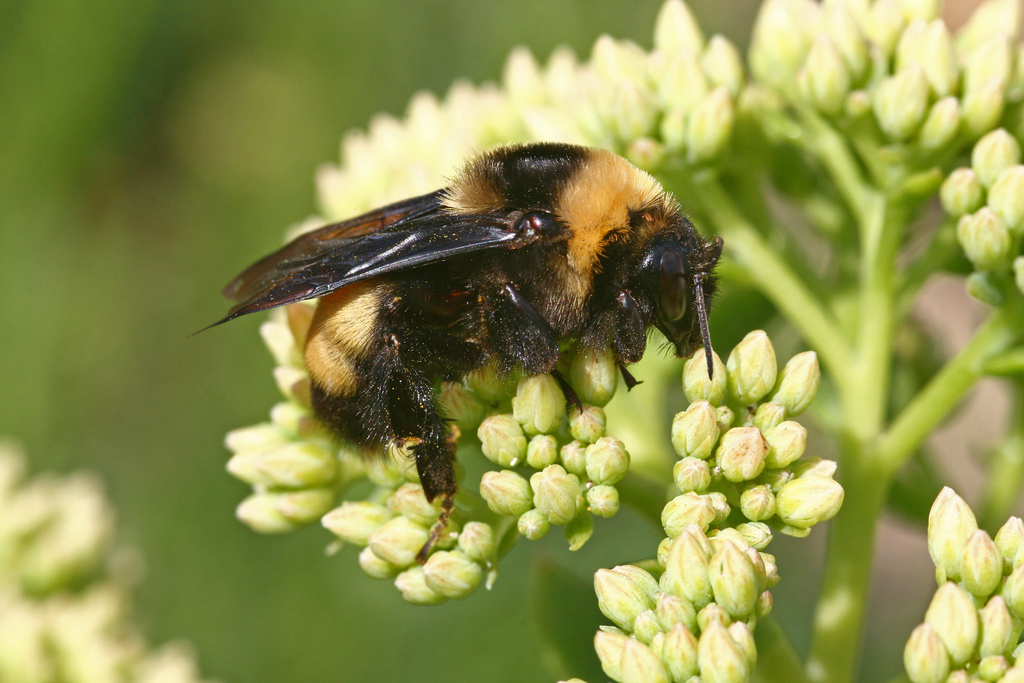 Bumble Bees (Genus Bombus) · iNaturalist