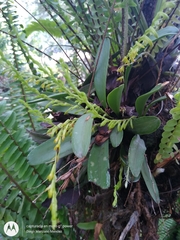 Stelis greenwoodii
