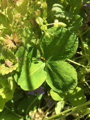 Trifolium stoloniferum
