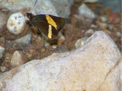 Barca bicolor