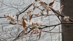 Amelanchier canadensis