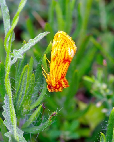 Cirrhophanus pretiosa photo 2