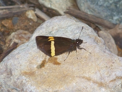 Barca bicolor