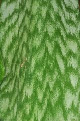 Sansevieria trifasciata image