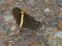 Barca bicolor