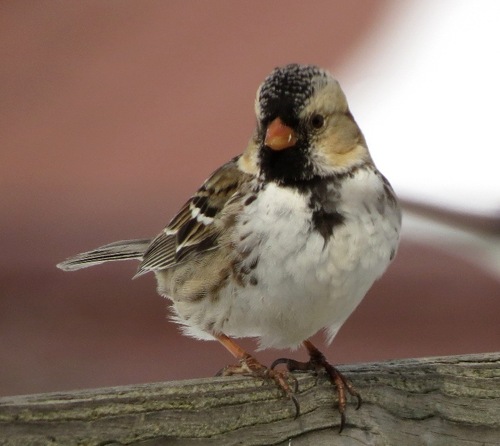 Harris's Sparrow