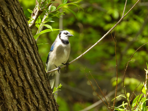 Blue Jay