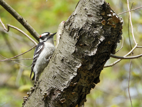 Downy Woodpecker