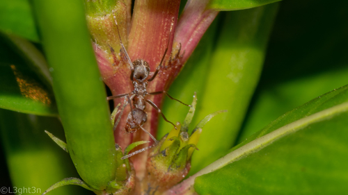 Photo of Large Pugnacious Ant (Anoplolepis custodiens)