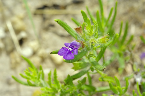 Salvia texana, photograph 3