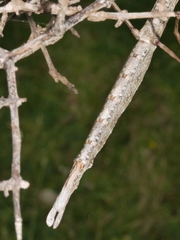 Acanthoxyla inermis