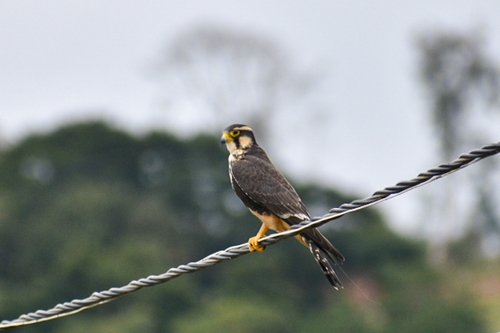 Aplomado Falcon
