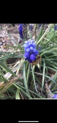Apis mellifera