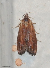 Eucosma umbrastriana
