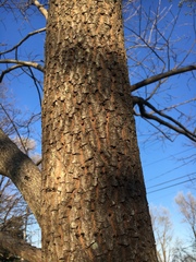 Ebenaceae