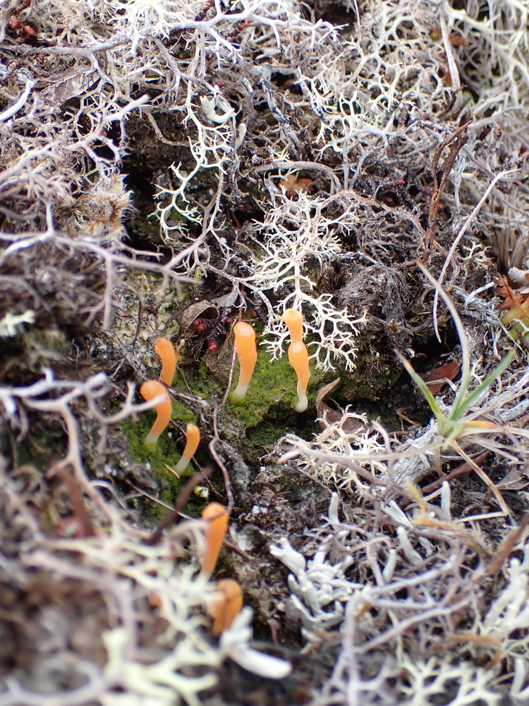 moss club · June 2026 · photo: Photo: no rights reserved · iNaturalist
