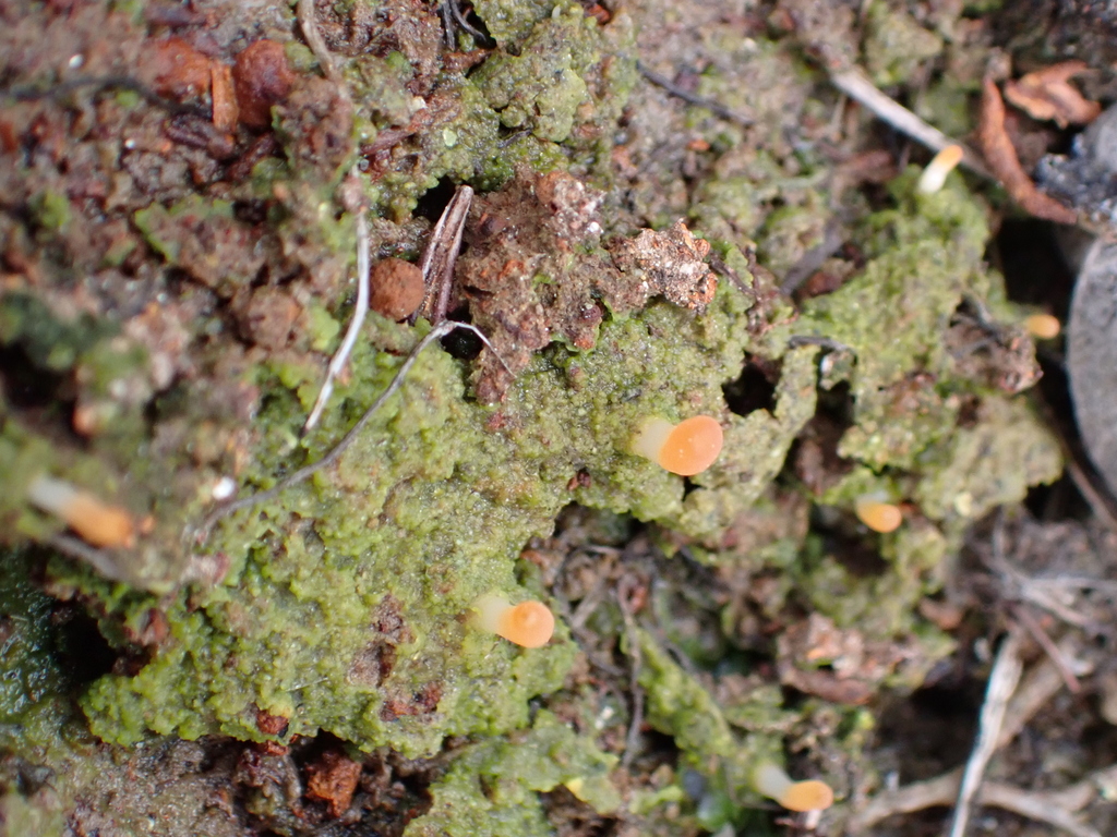 moss club · June 2026 · photo: Photo: no rights reserved · iNaturalist