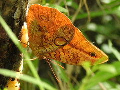 Opsiphanes boisduvallii