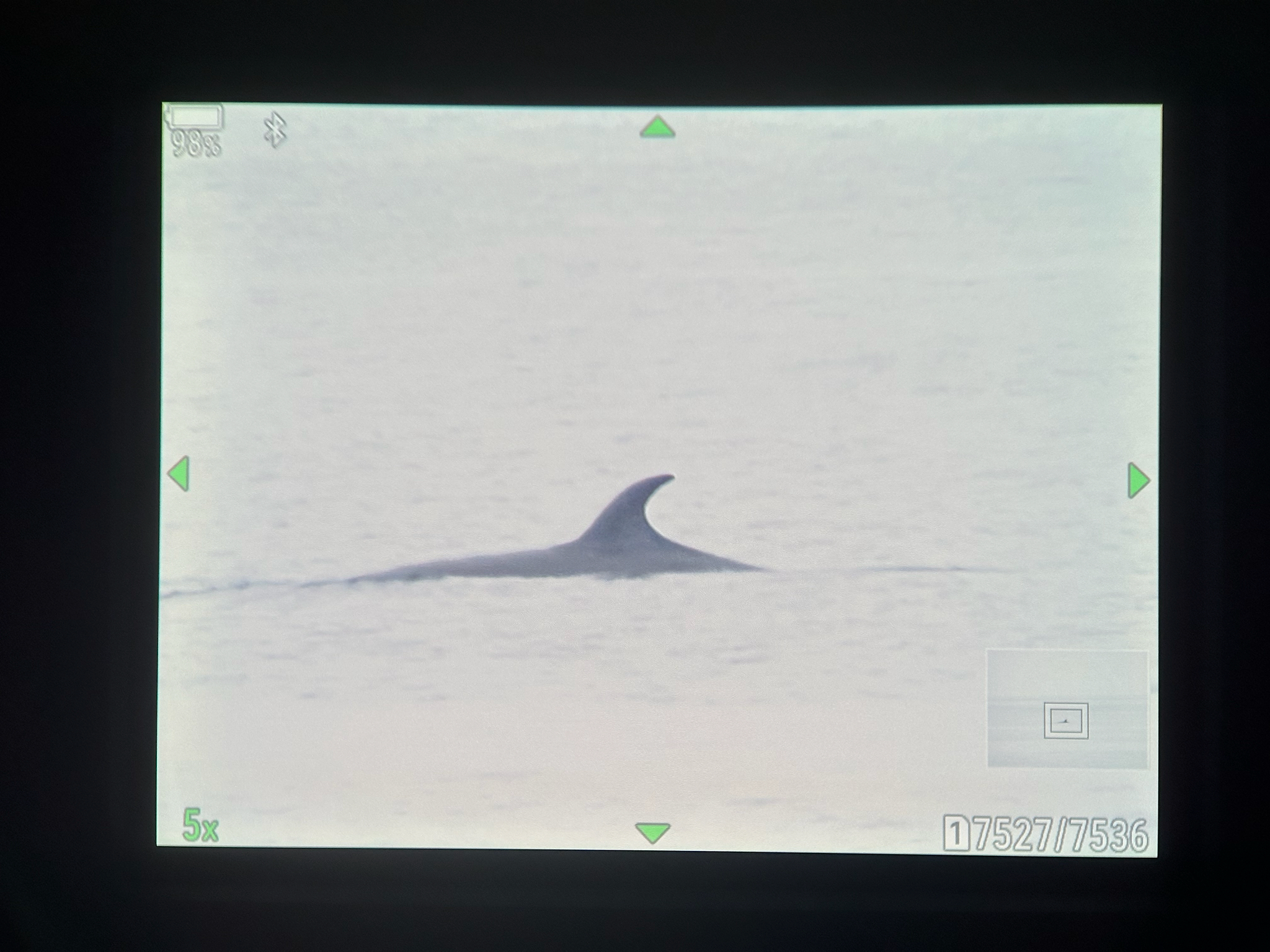 Balaenoptera acutorostrata
