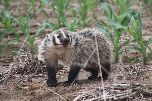 American Badger