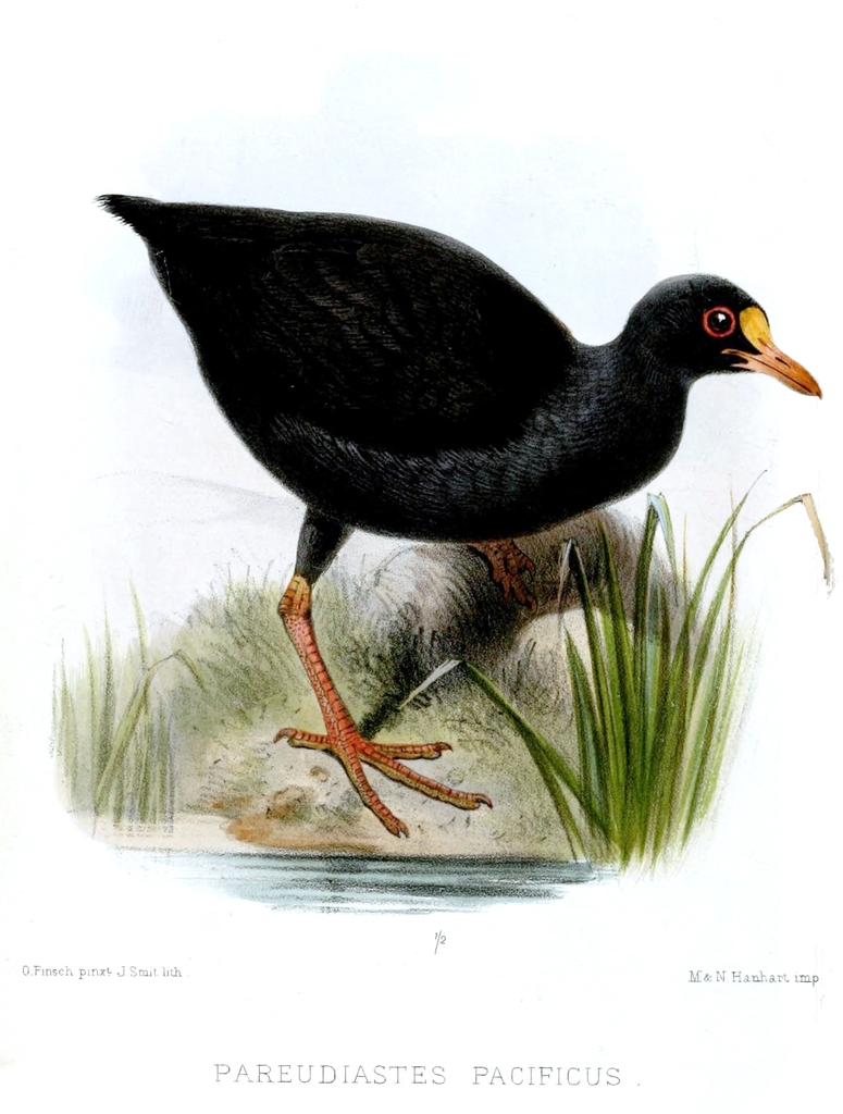 Samoan Moorhen (Gallinula pacifica) photo