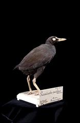 Samoan Moorhen photo 2