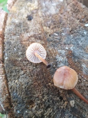 Mycena parsonsii