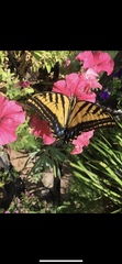 Papilio multicaudata