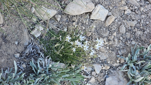 Eremogone kingii, photograph 4