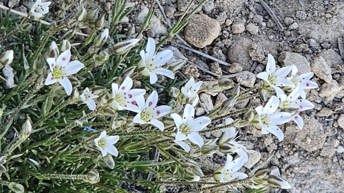 Eremogone kingii, photograph 5