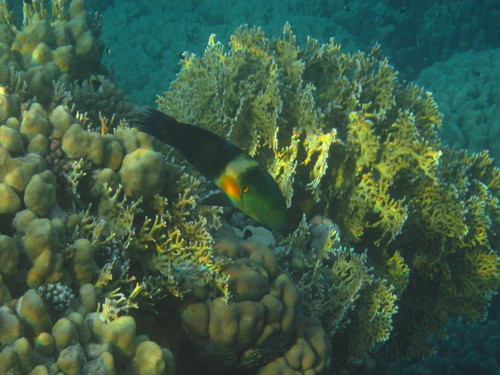 Cheilinus lunulatus