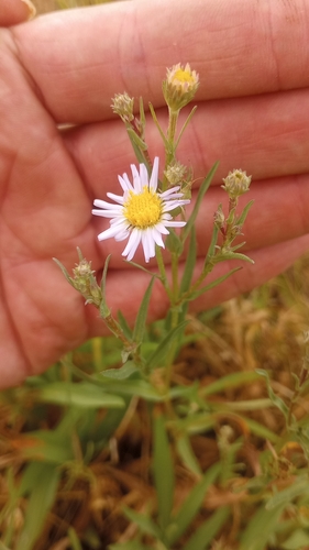 Erigeron eatonii, 2026-06-17