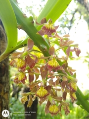 Epidendrum radioferens