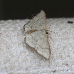 Idaea coercita