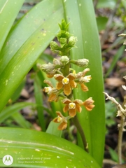 Prosthechea maculosa