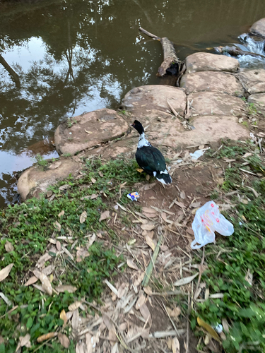 Domestic Muscovy Duck