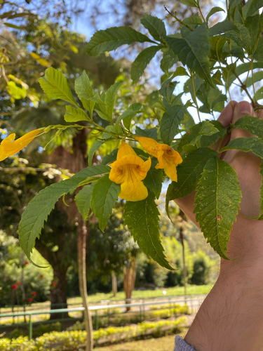 yellow trumpet flower