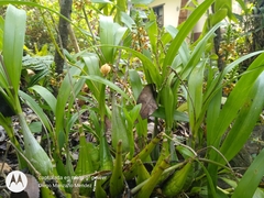 Prosthechea maculosa