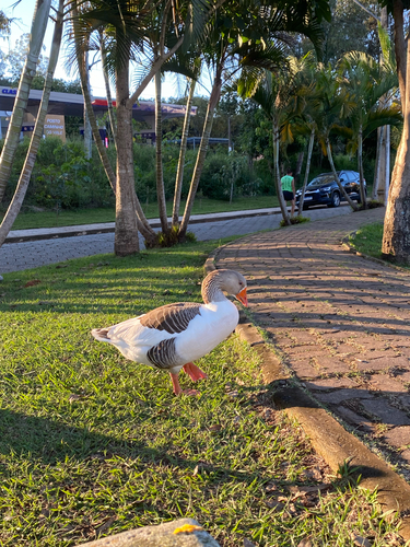 Domestic Greylag Goose