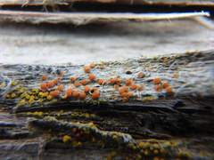 Athallia pyracea