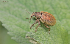 Polydrusus mollis